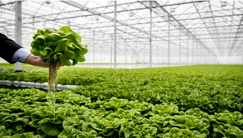 lechuga-origen-adn|
